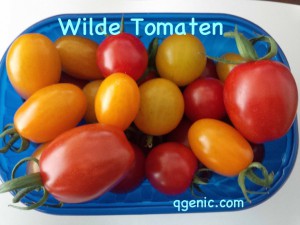 Wilde-Tomaten