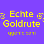 Goldrute
